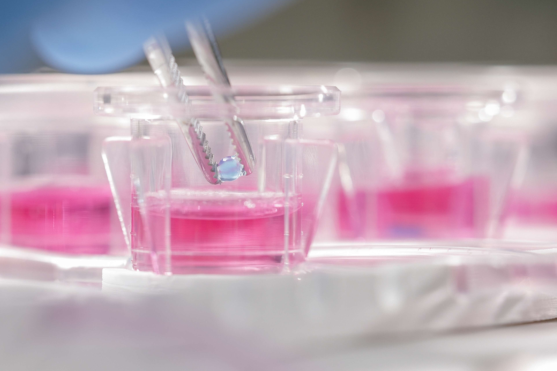 MIVO 3D cell culture