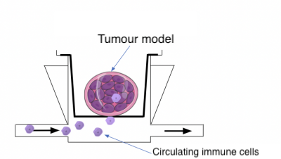 r4l-mivoImmuneCells