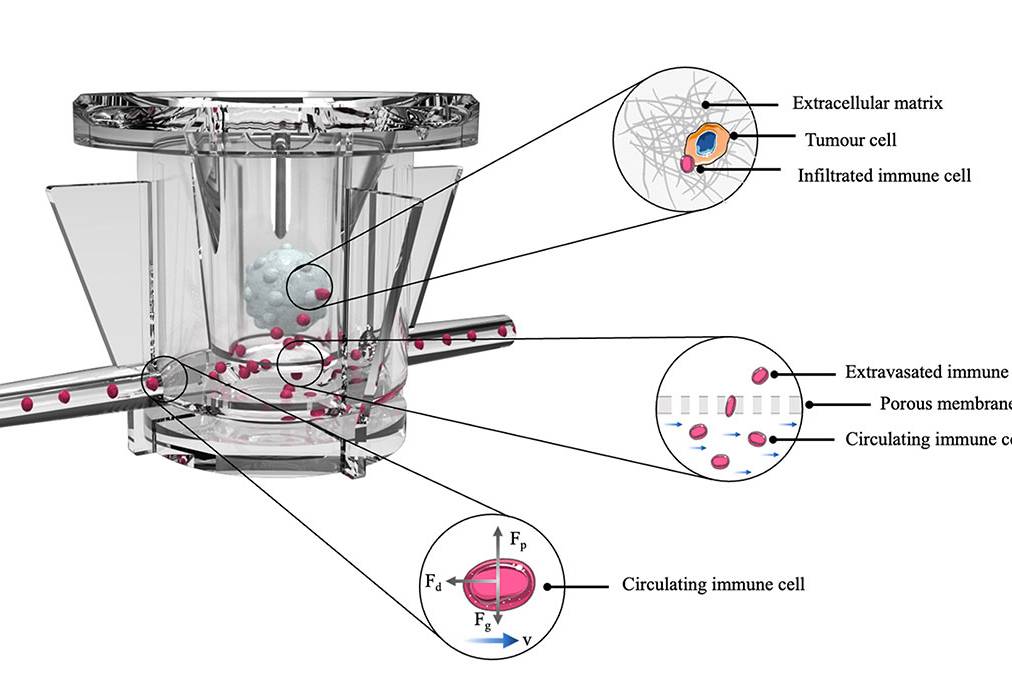 MIVO IMMUNO OOC React4life.com