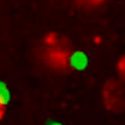 INFLAMMATION - IMMUNO-ONCOLOGY