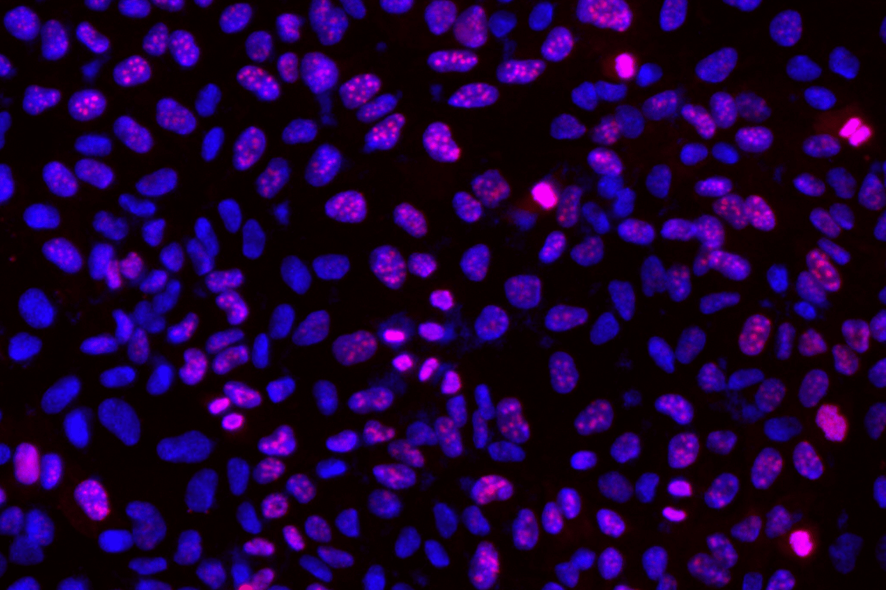 Cytotoxicity