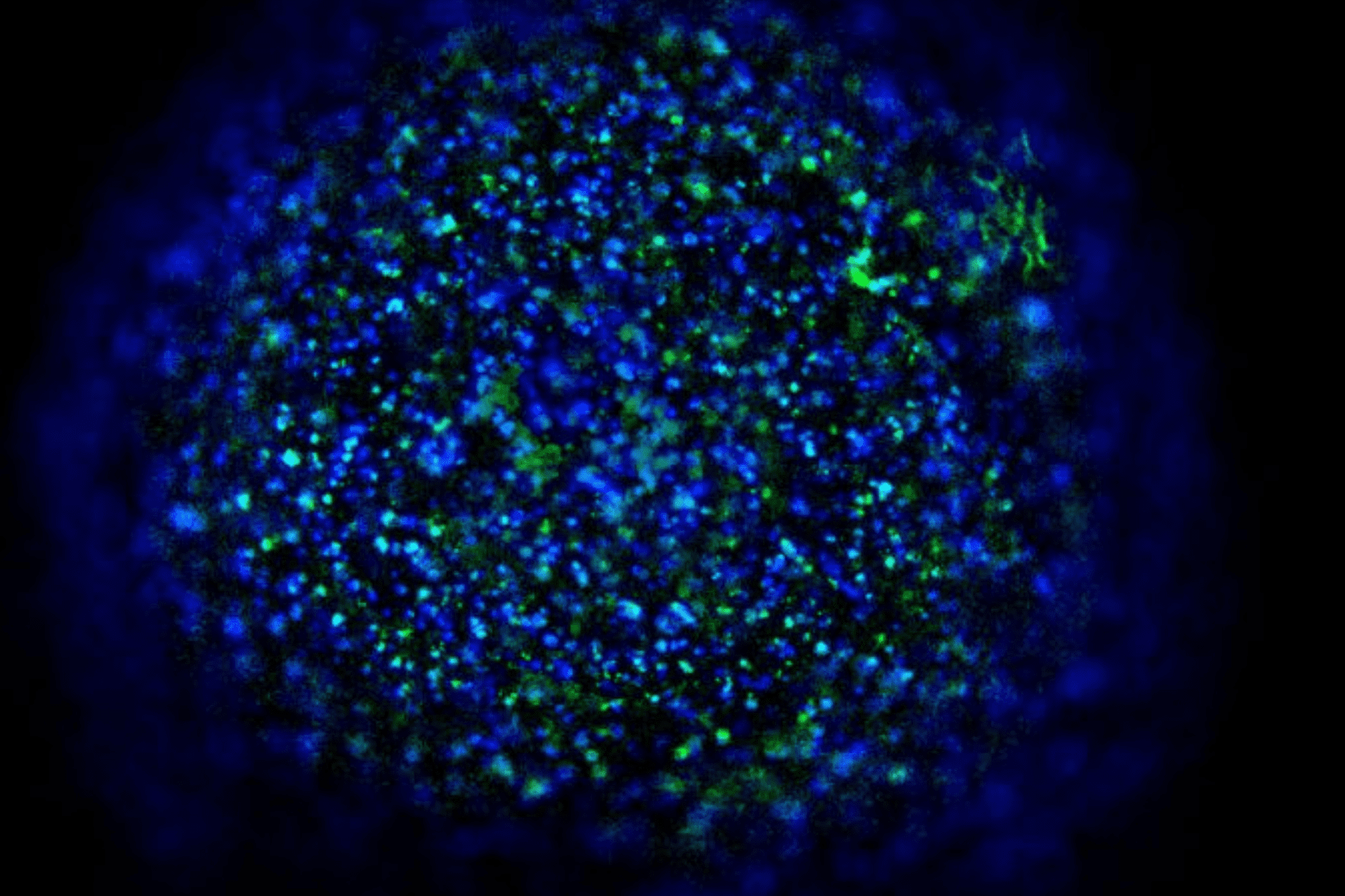 Drug Diffusion