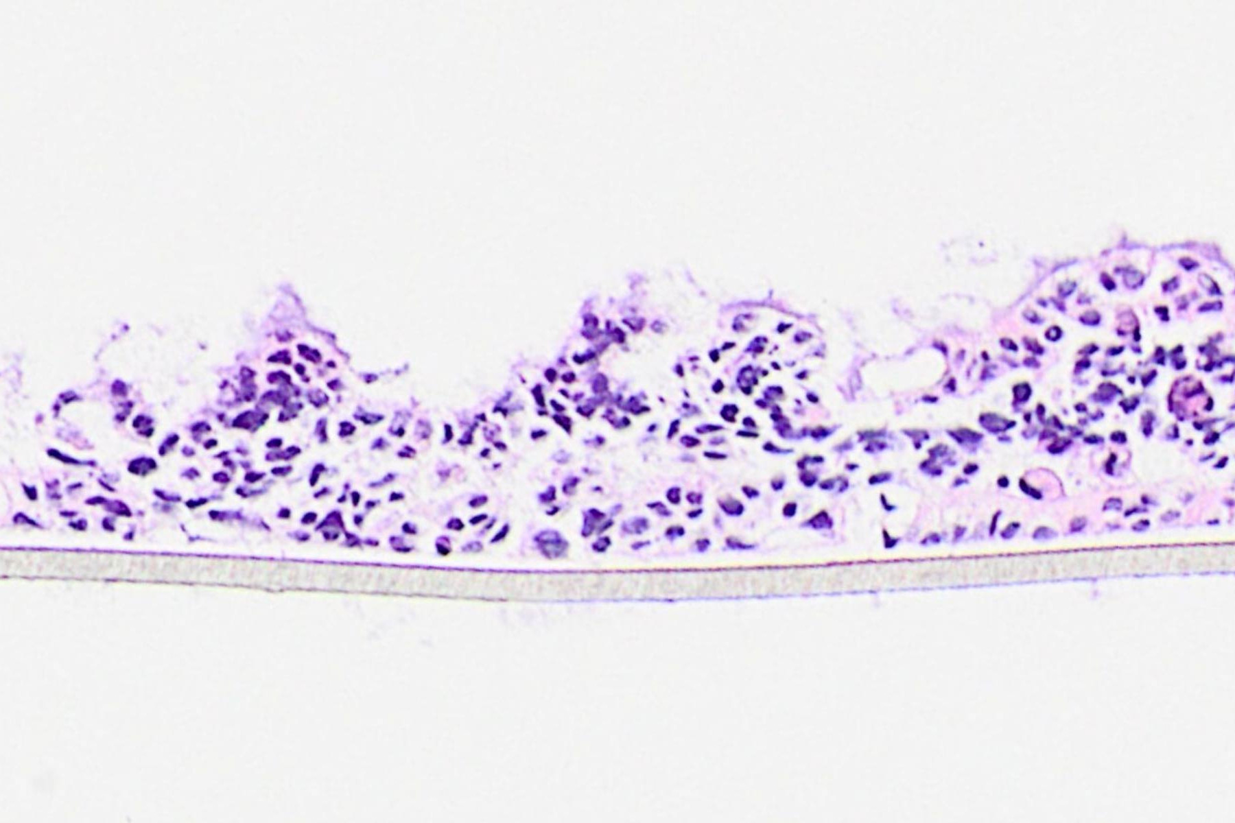 GUT PERMEATION ASSAY