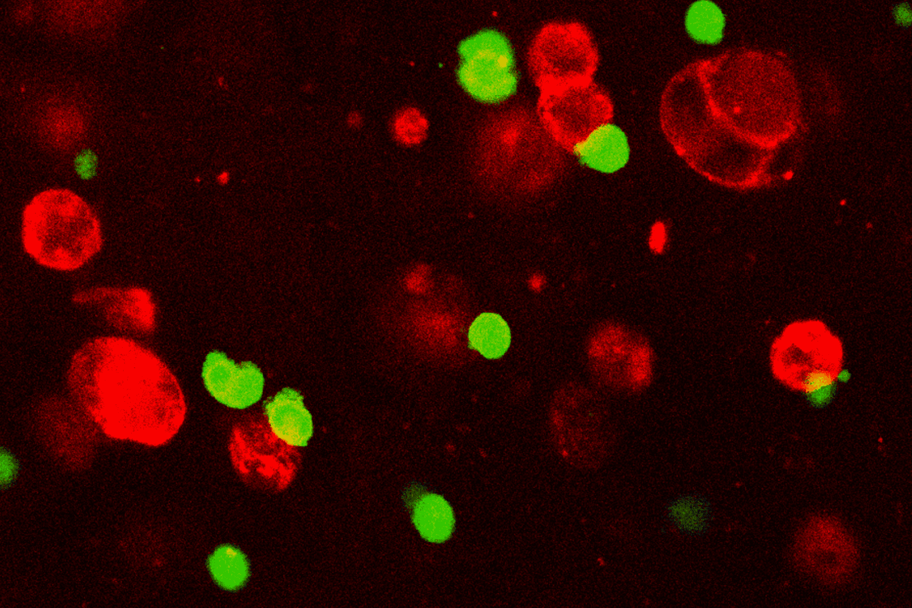 Cells Intravasation