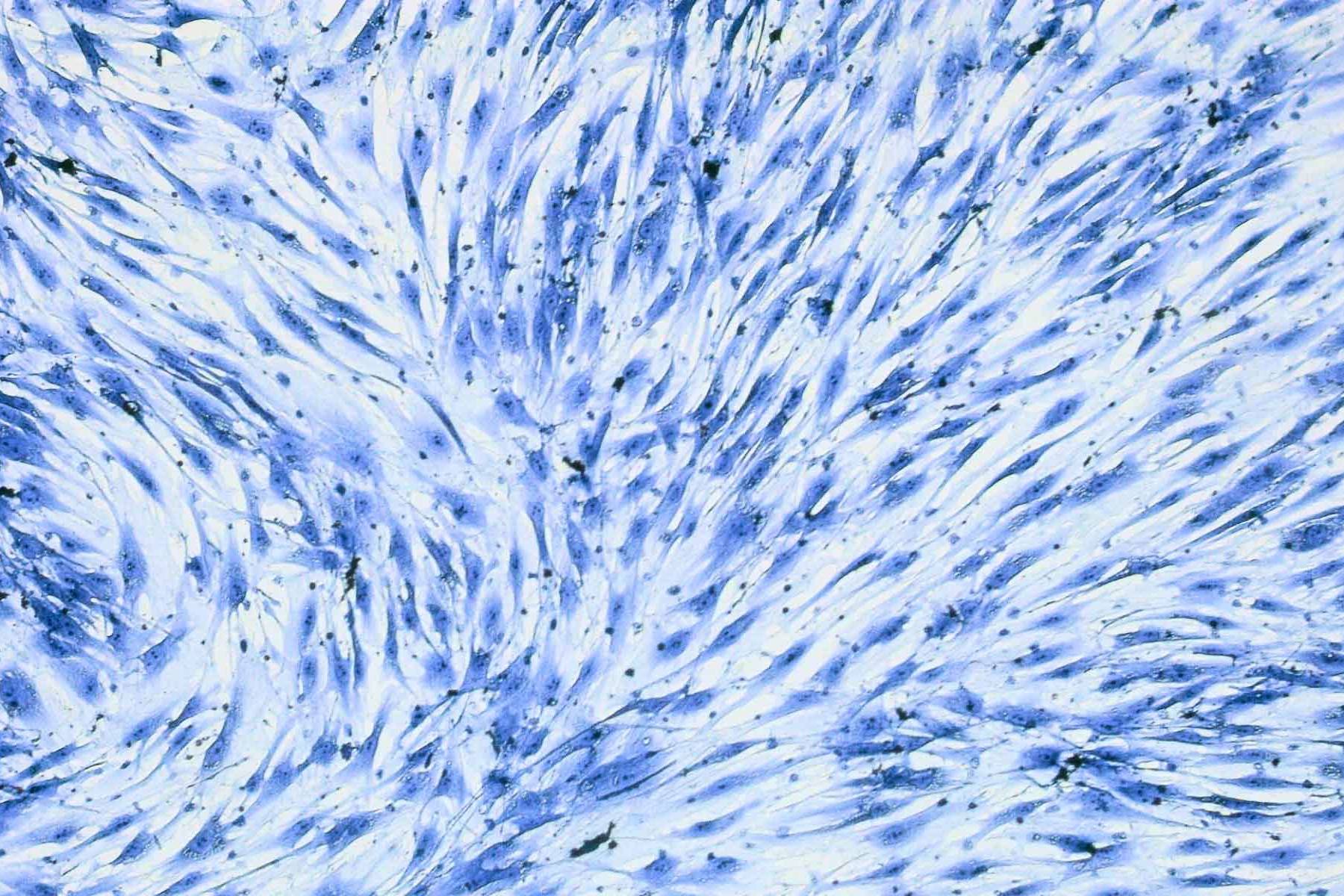2D cells monolayers