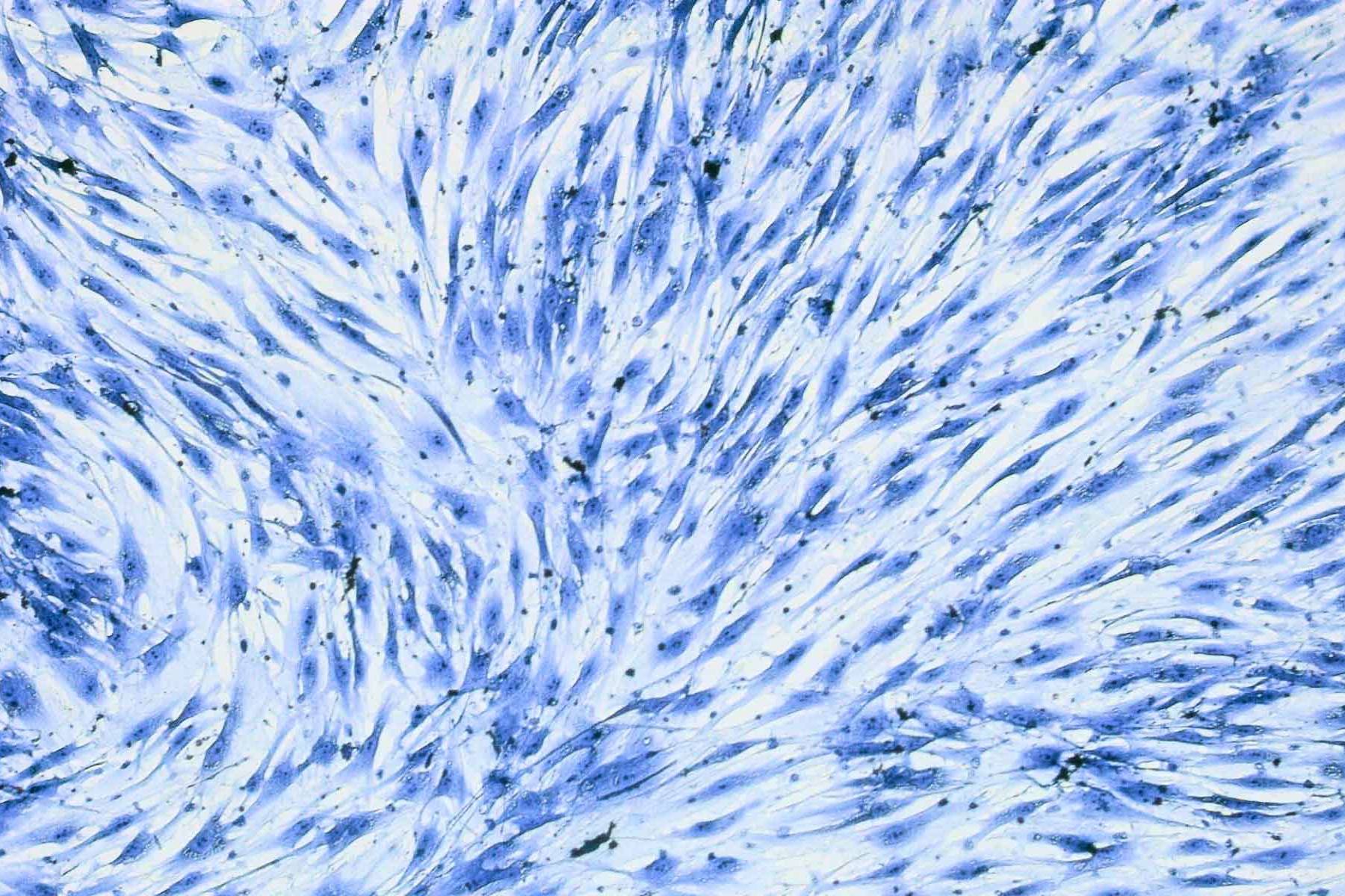 2D cells monolayers