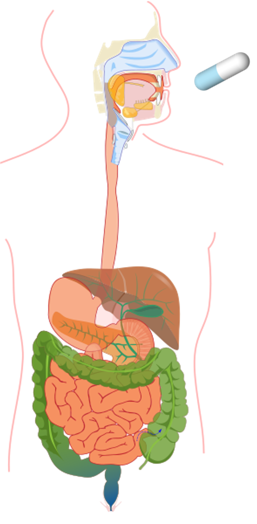 bioavailability