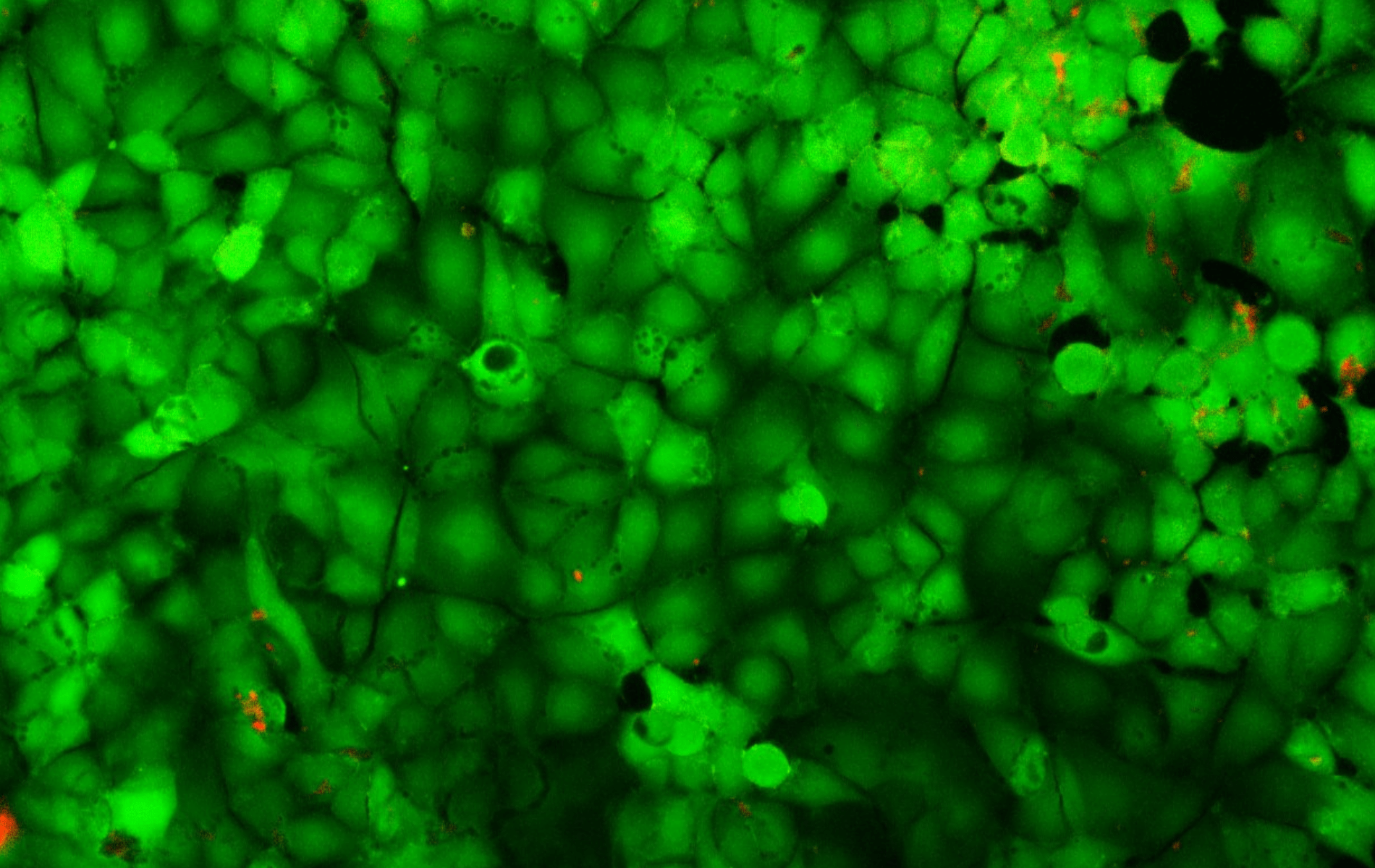 cancer on chip 2D cells monolayers