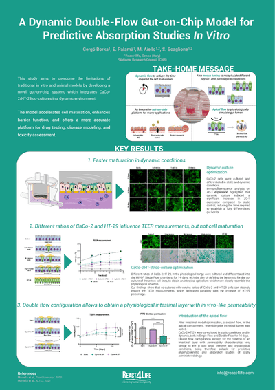 A Dynamic Double-Flow Gut-on-Chip Model for Predictive Absorption Studies In Vitro