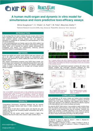A human multi-organ and dynamic in vitro model for simultaneous and more predictive toxo-efficacy assays