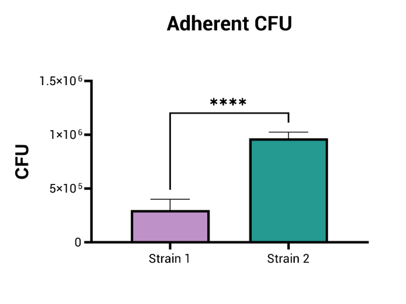Adherent CFU are counted as a measurement of probiotic adhesion capacity Probiotic adhesion assay