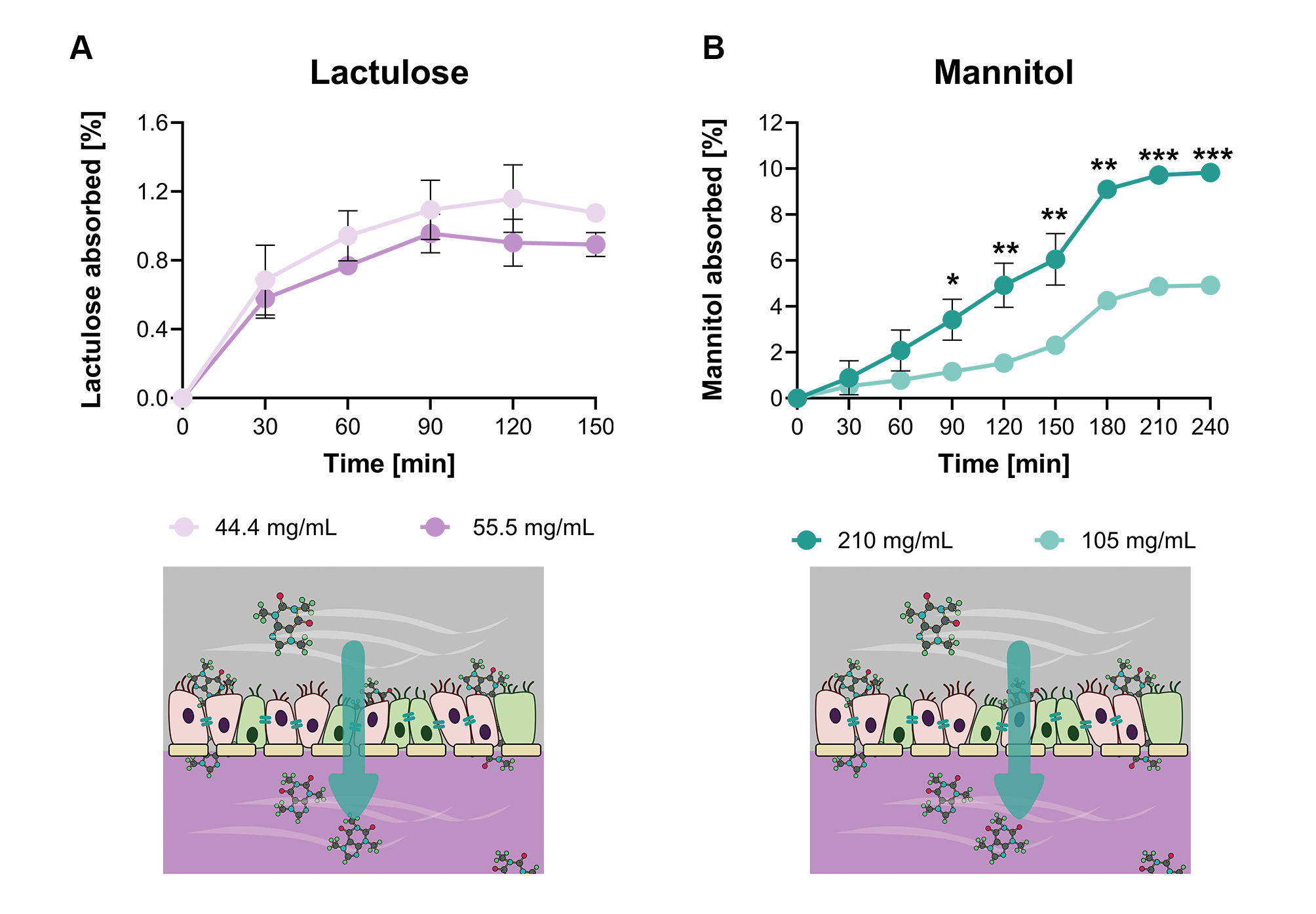 Transcellular and paracellular