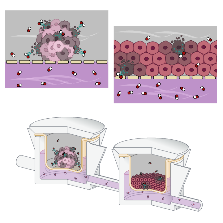 cytotoxicity Assay