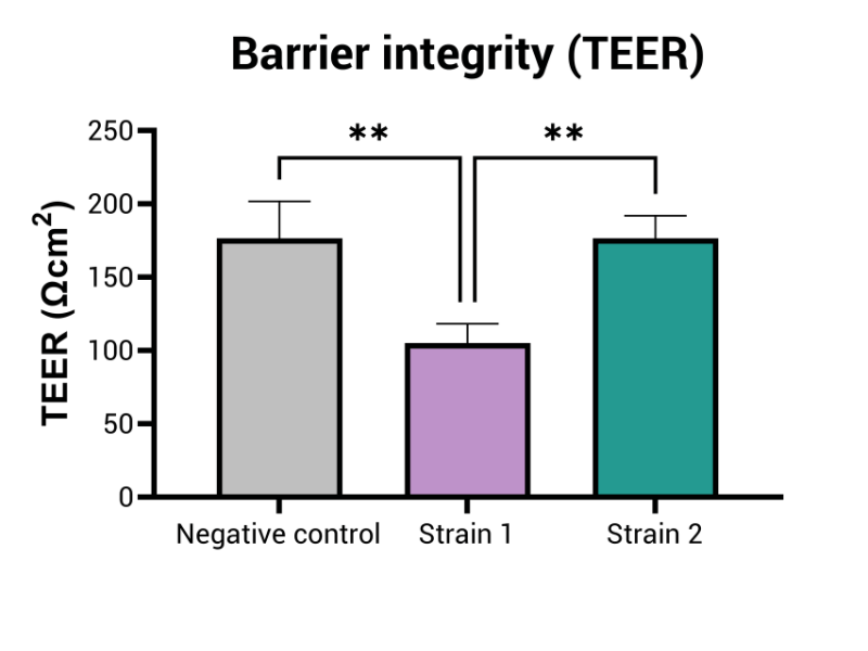 TEER measurement is performed before and after exposure to bacterial strains, as indirect measurement of barrier integrity Probiotic adhesion assay
