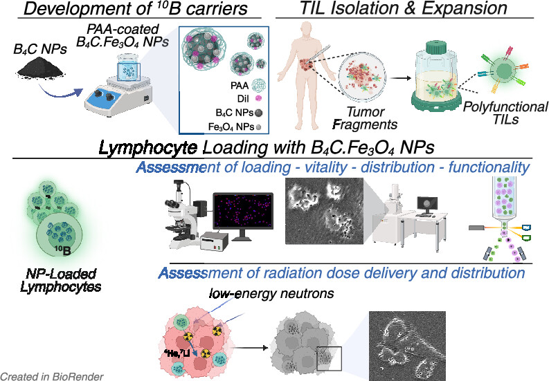 Tumor-Infiltrating Lymphocytes
