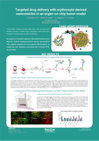 Targeted drug delibery with erythrocyte-derived nanovescicles in an organ-on-chip tumor model