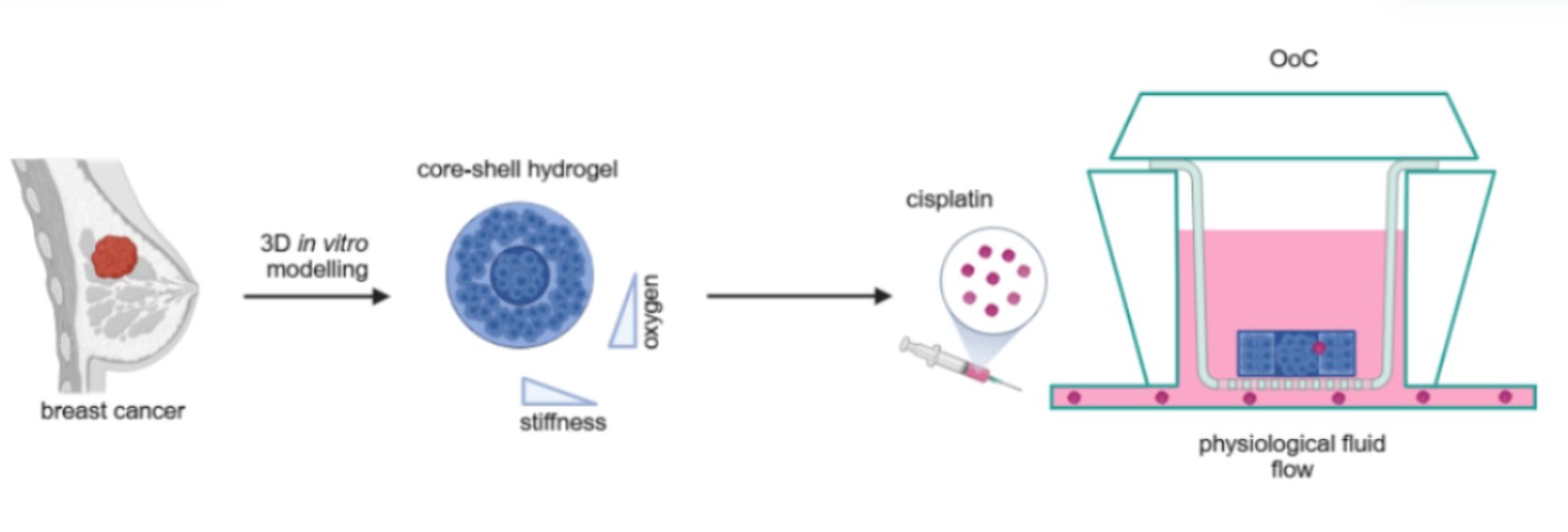 Core-Shell Hydrogels