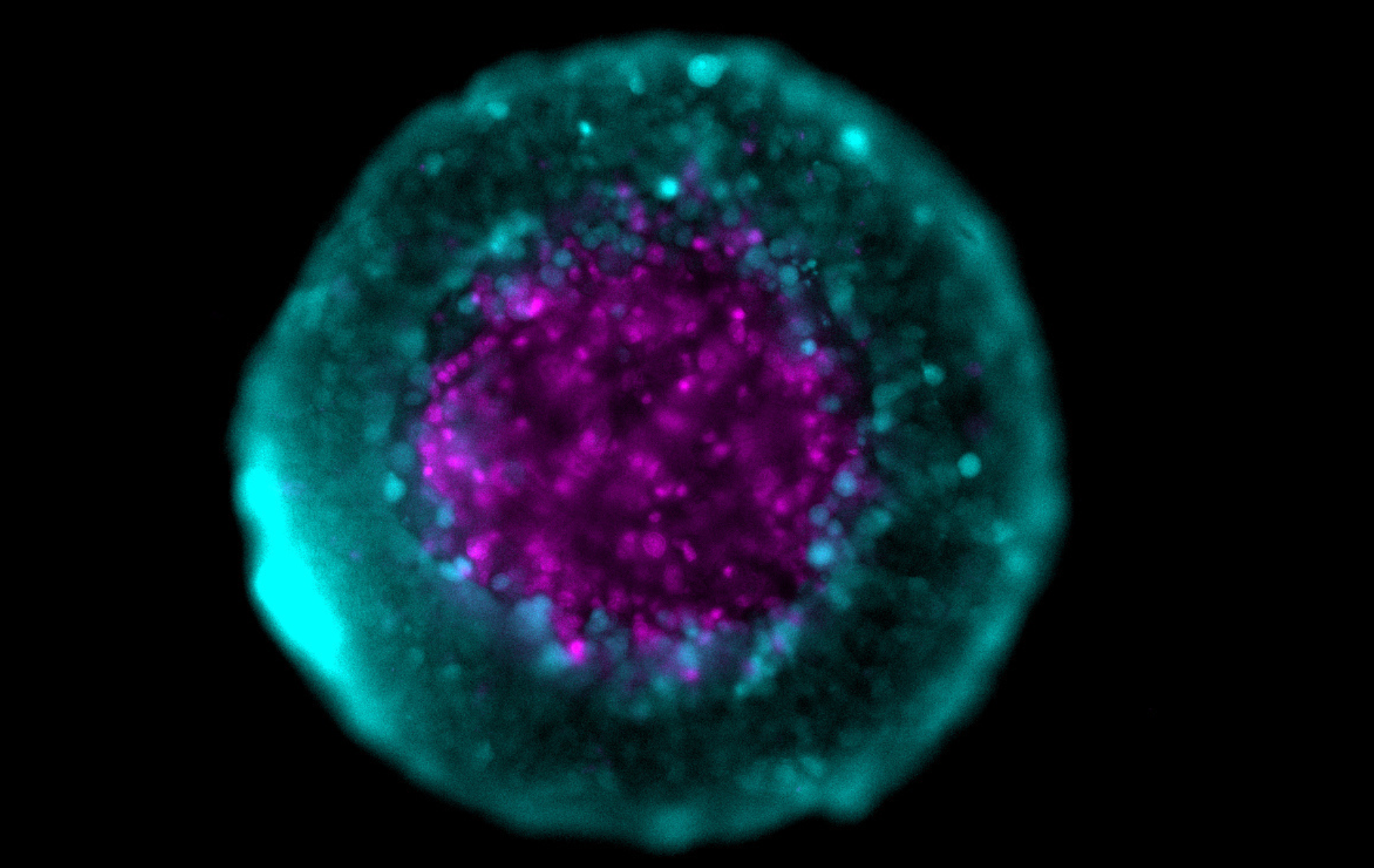 React4life spheroid